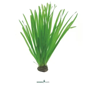 Neue Kollektion Sumpfschraube, Vallisneria spiralis, im Topf